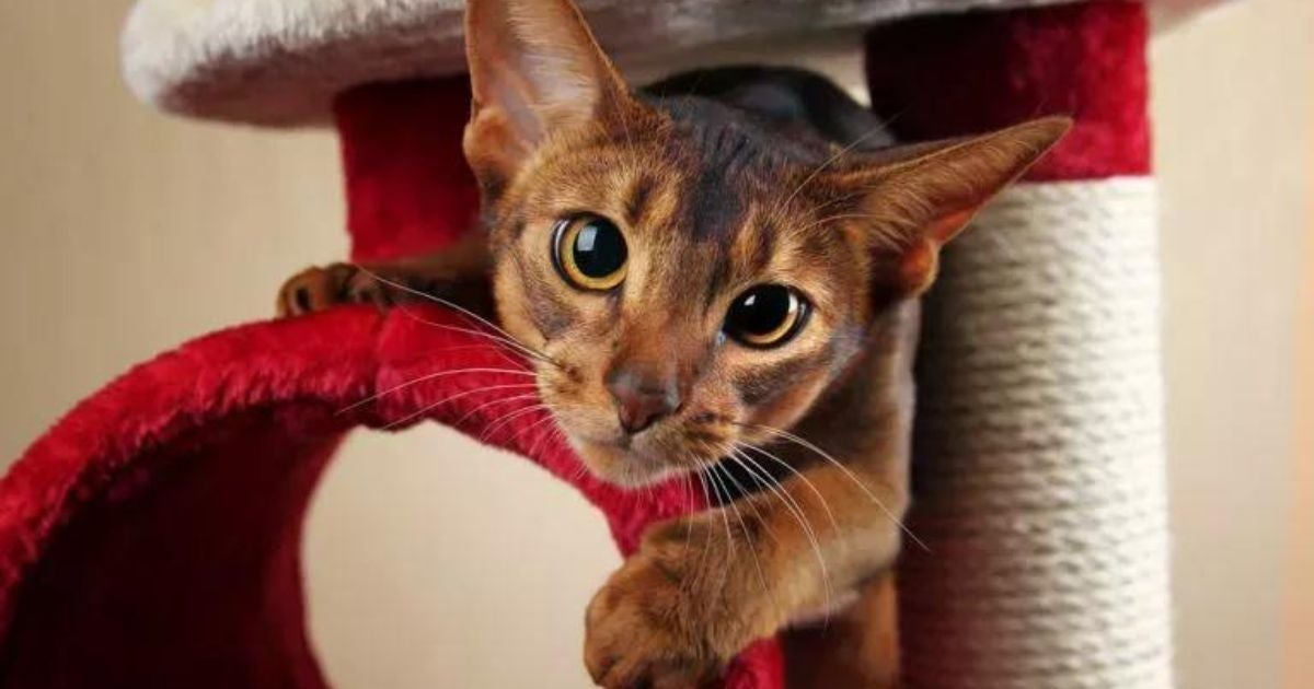 O arranhador para gatos é importante para o bichano desestressar