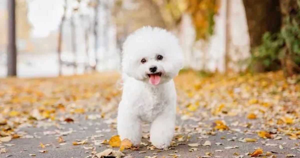 Conheça o Bichon Frisé, uma raça de cachorro pequeno que é super apaixonante