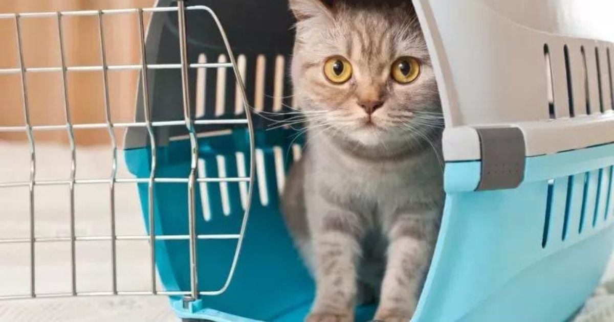 Caixa de transporte para gato pode ser de diferentes modelos e formatos