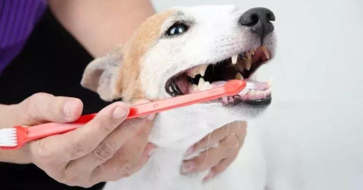 Veja dicas de como escovar os dentes do seu cachorro