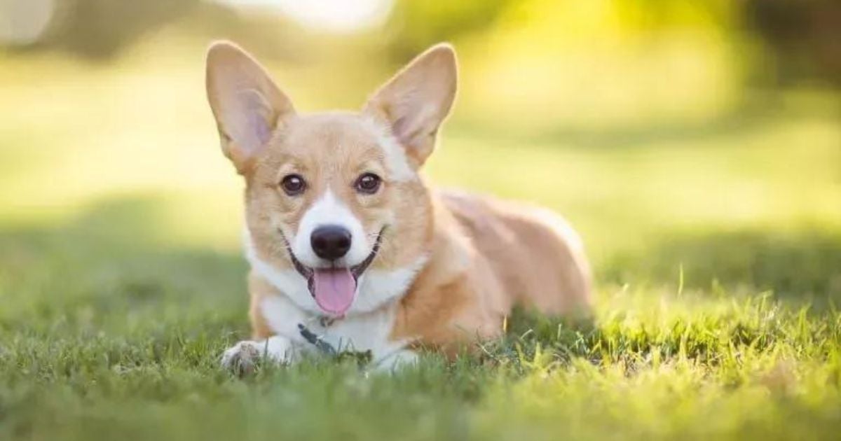 O Corgi é conhecido como o cachorro da Rainha. Elizabeth II era apaixonada pela raça!