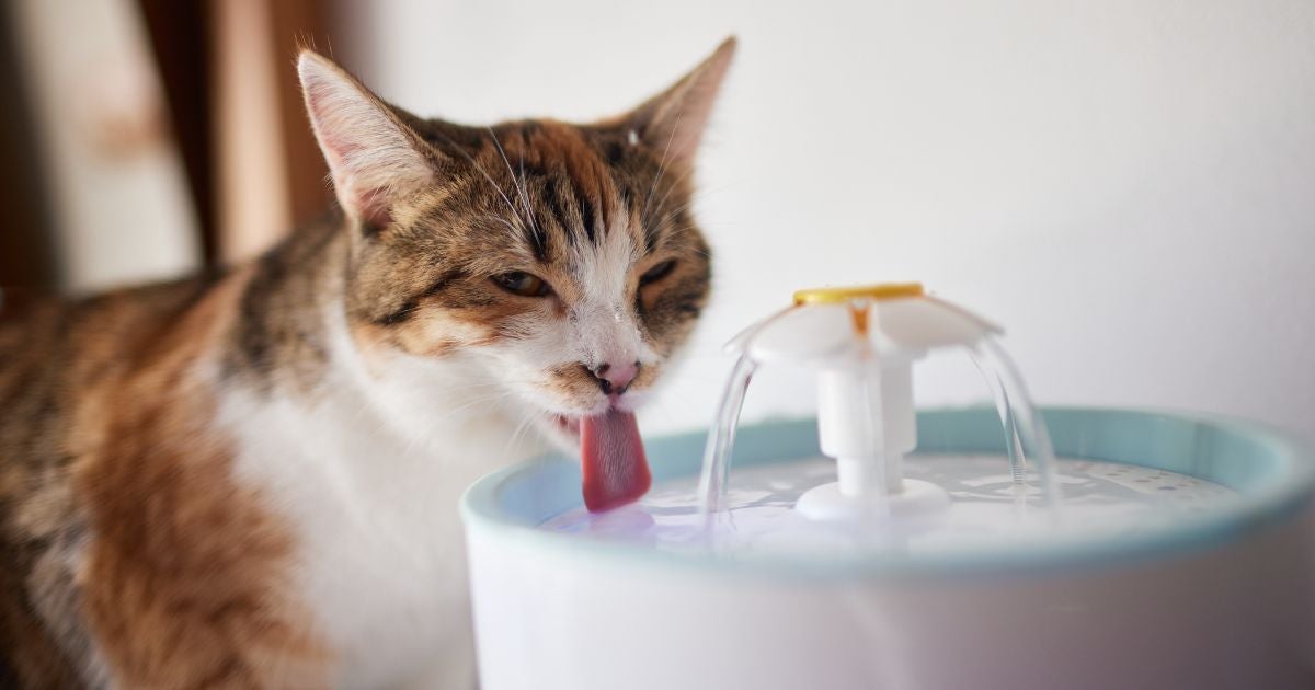 A fonte de água para gatos é uma alternativa para bichanos com dificuldade de se hidratar