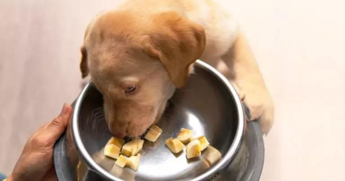 Frutas que cachorro pode comer podem, inclusive, trazer benefícios para a saúde do cão