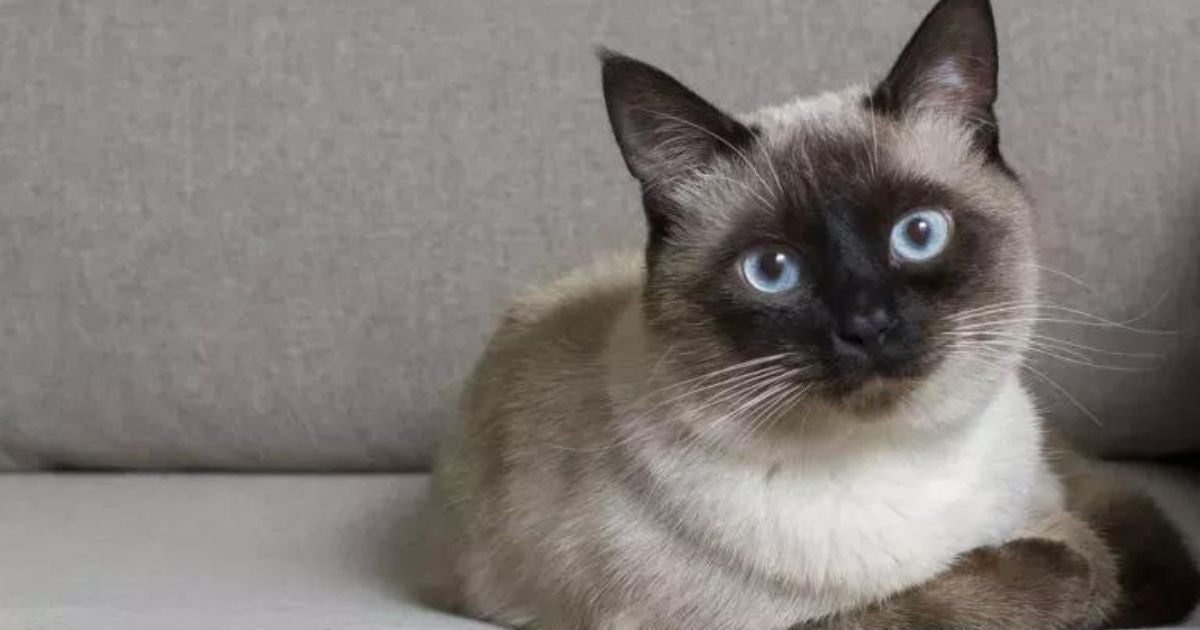 O gato Siamês é um amigo para todos os momentos e que pode te surpreender