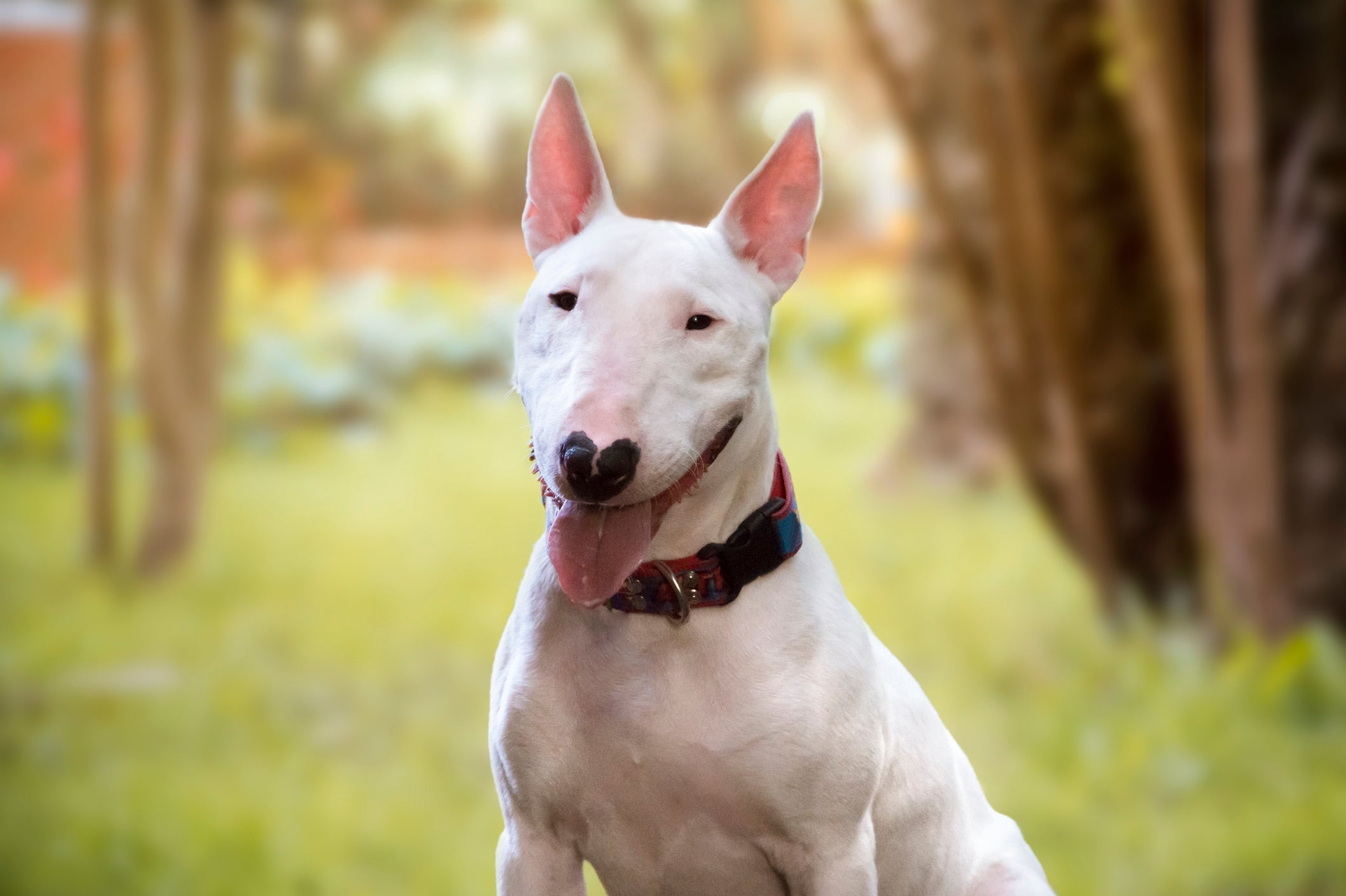 Tatuagem em cachorro é considerado crueldade animal 