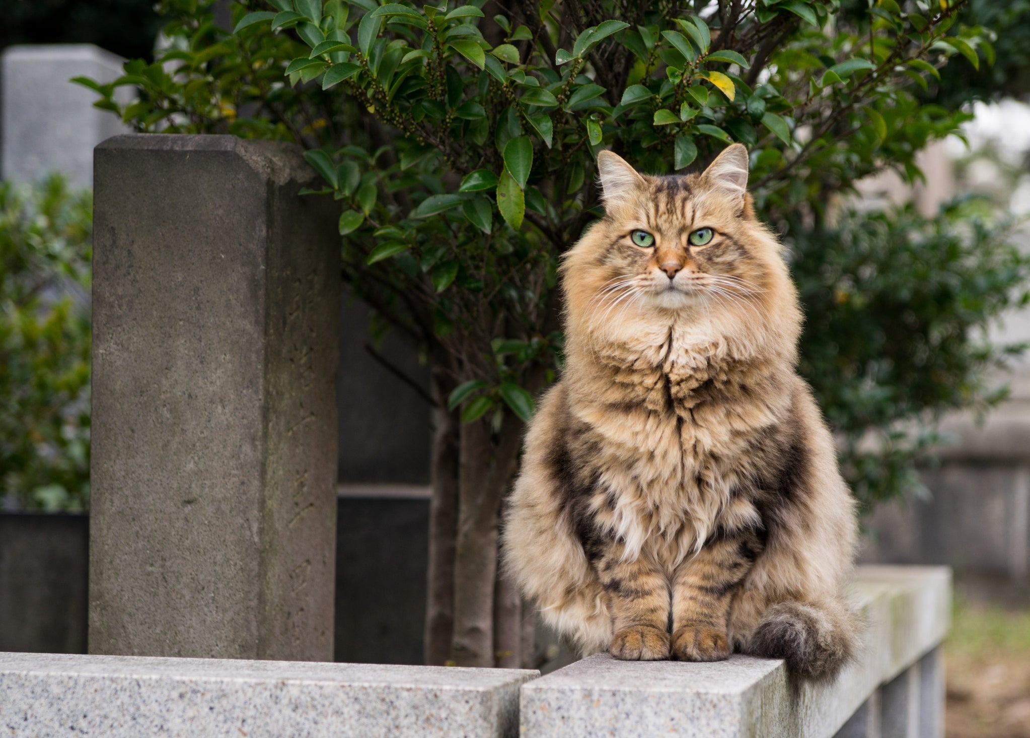 O gato Siberiano chama a atenção pela sua pelagem exuberante