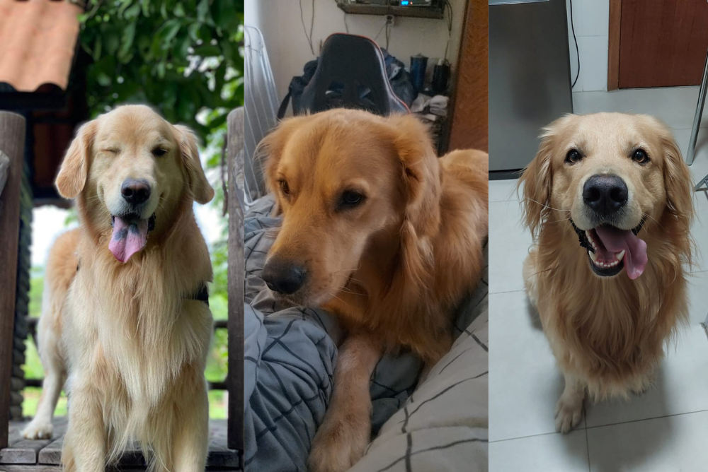 Golden Retriever: Merlin, Zion e Matuê são três cães da raça