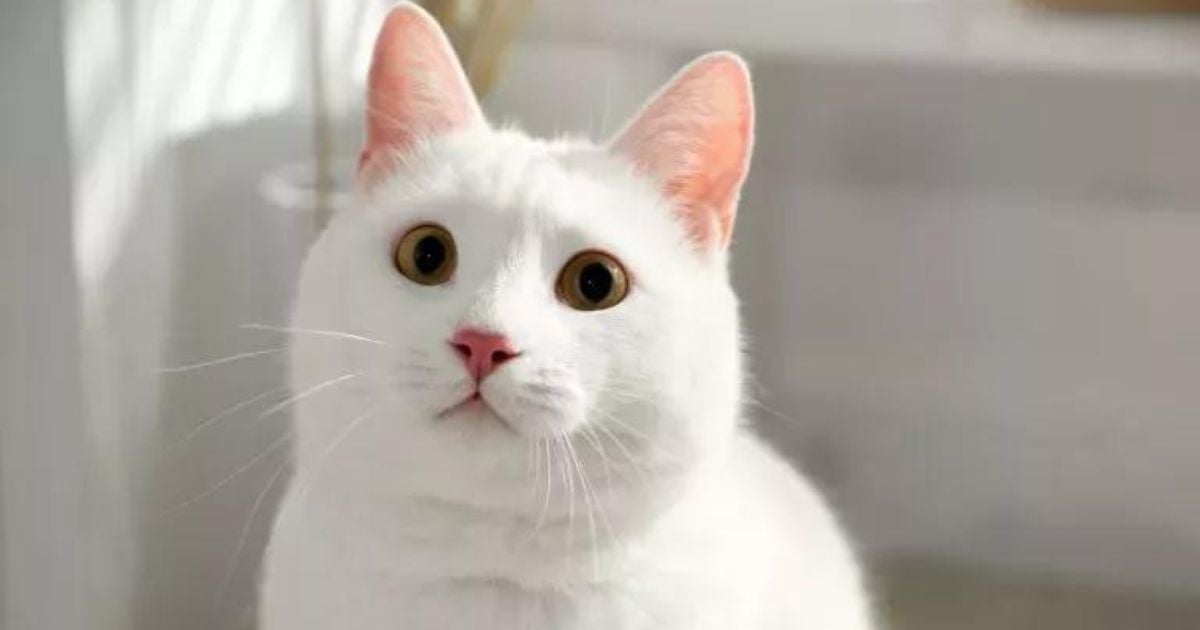 Khao Manee: você já ouviu falar nessa raça de gato? Saiba mais sobre ela! 