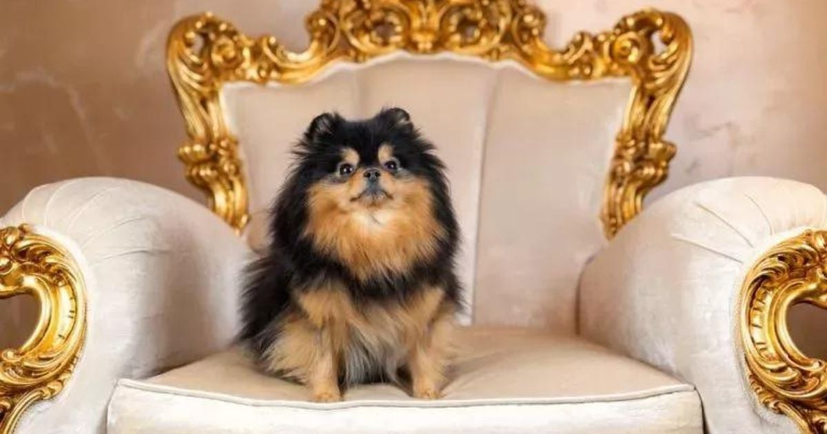 Os nomes de cachorro fêmea chique podem ter referências de marcas de grife ou nomes gringos