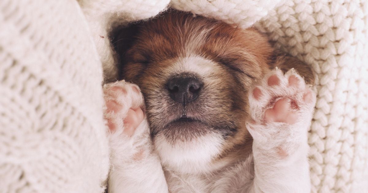 A pata do cachorro filhote pode ajudar a identificar o porte do animal