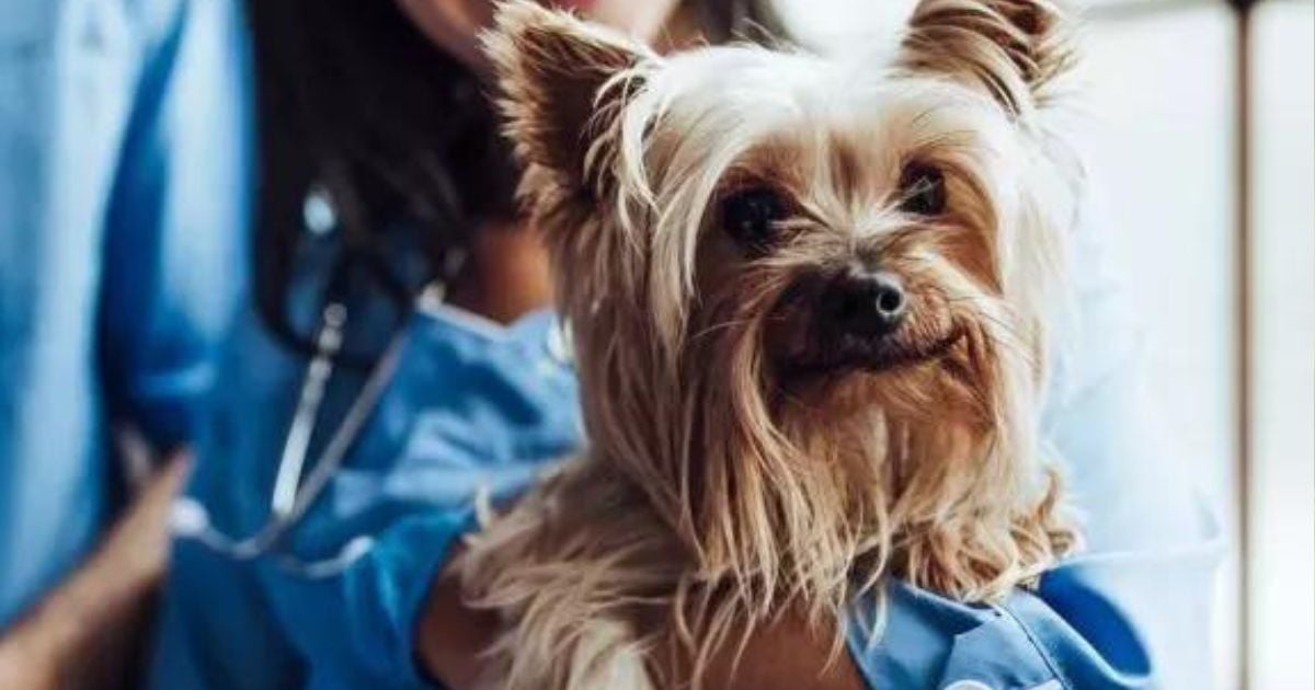 O plano de saúde para cachorro pode ter diferentes modalidades