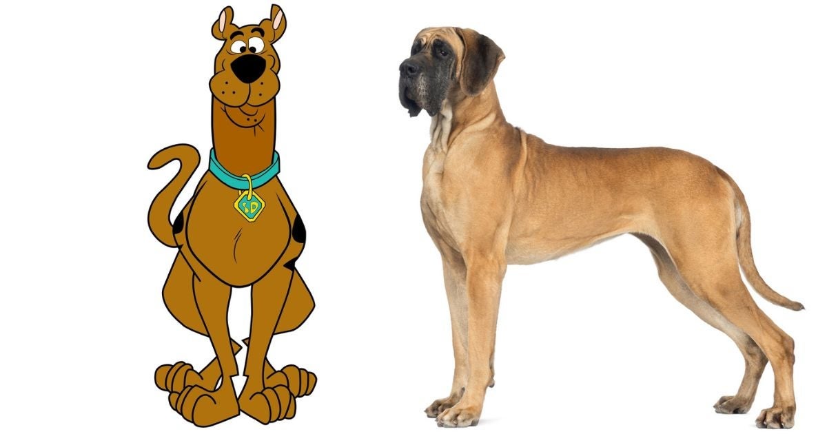 A raça do Scooby Doo é Dogue Alemão, um dos maiores cachorros que existem