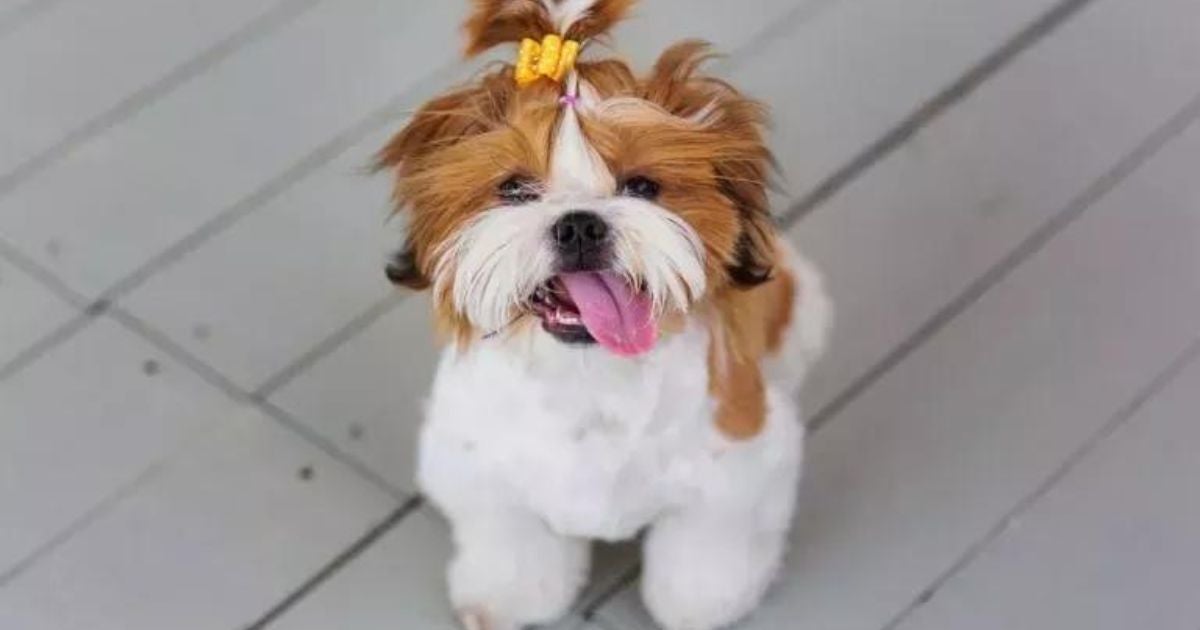O Shih Tzu é uma raça de cachorro super companheira e tranquila, mas que tem um lado brincalhão