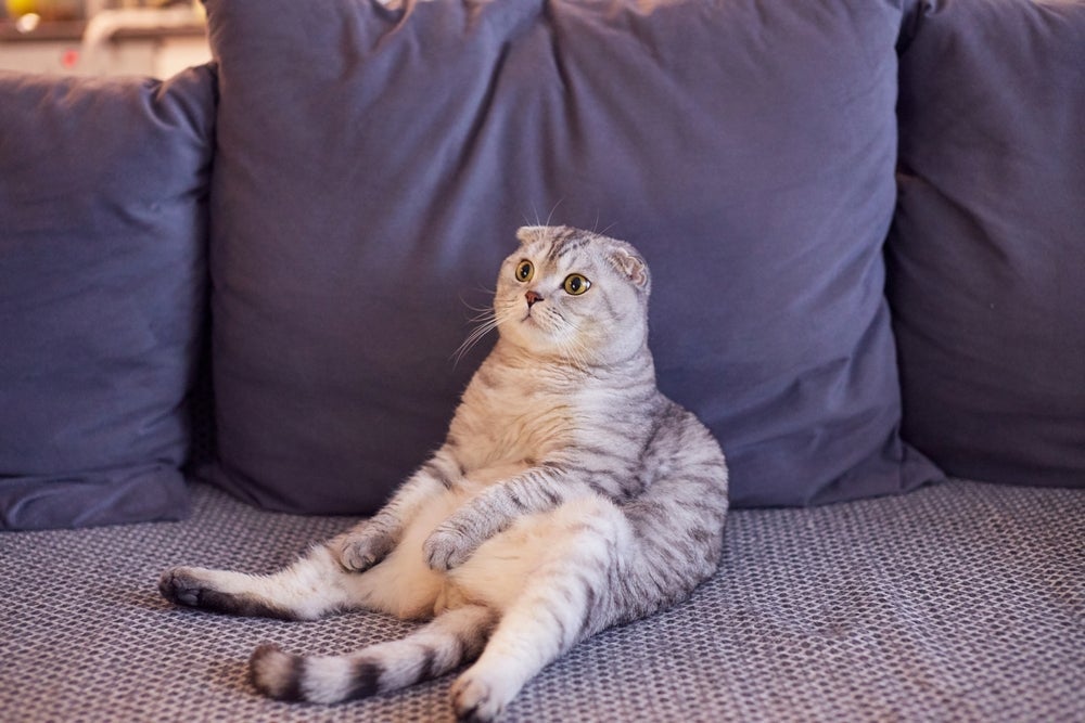 Gato sentado igual gente: como isso é possível?