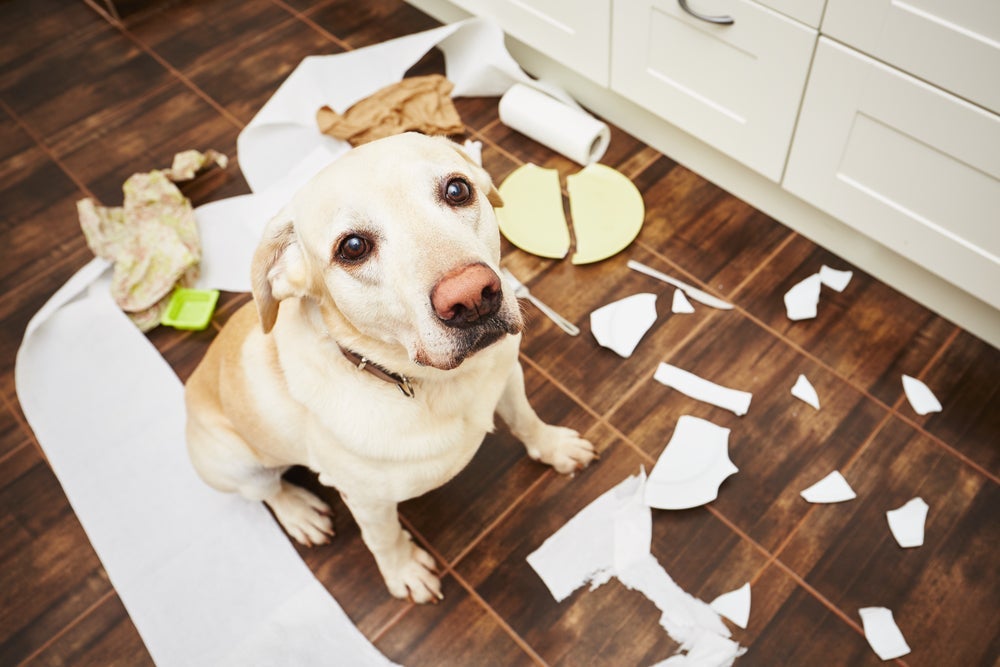 O cachorro pode ficar sozinho por poucas horas e isso depende da personalidade dele