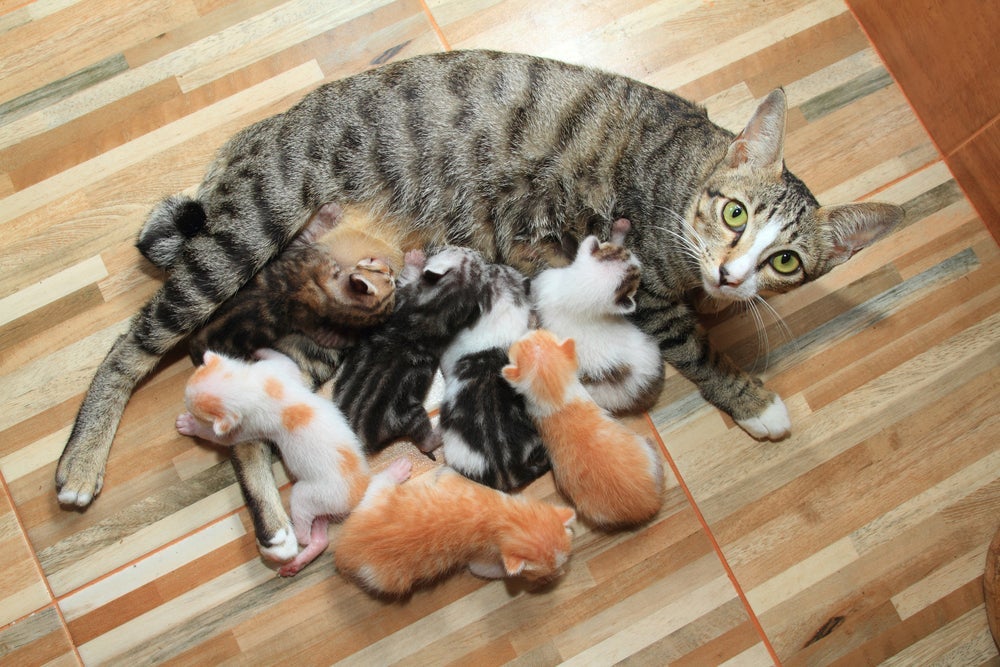 Será que a mãe sente falta dos filhotes gatos após adoção?