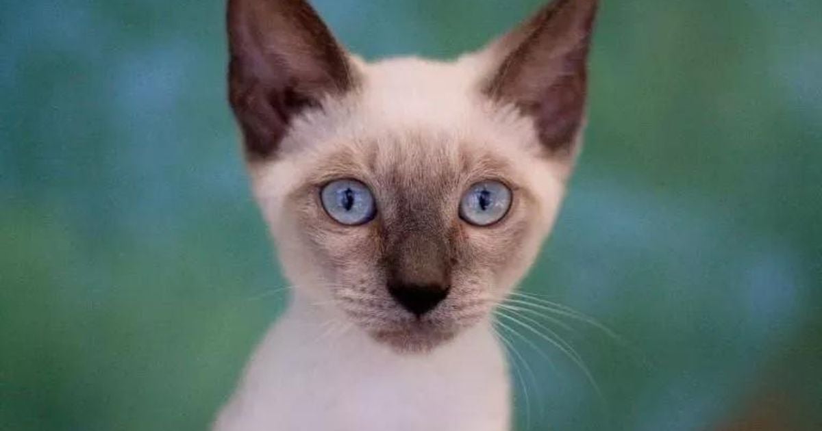 As características do gato Siamês são facilmente passadas geneticamente durante o cruzamento