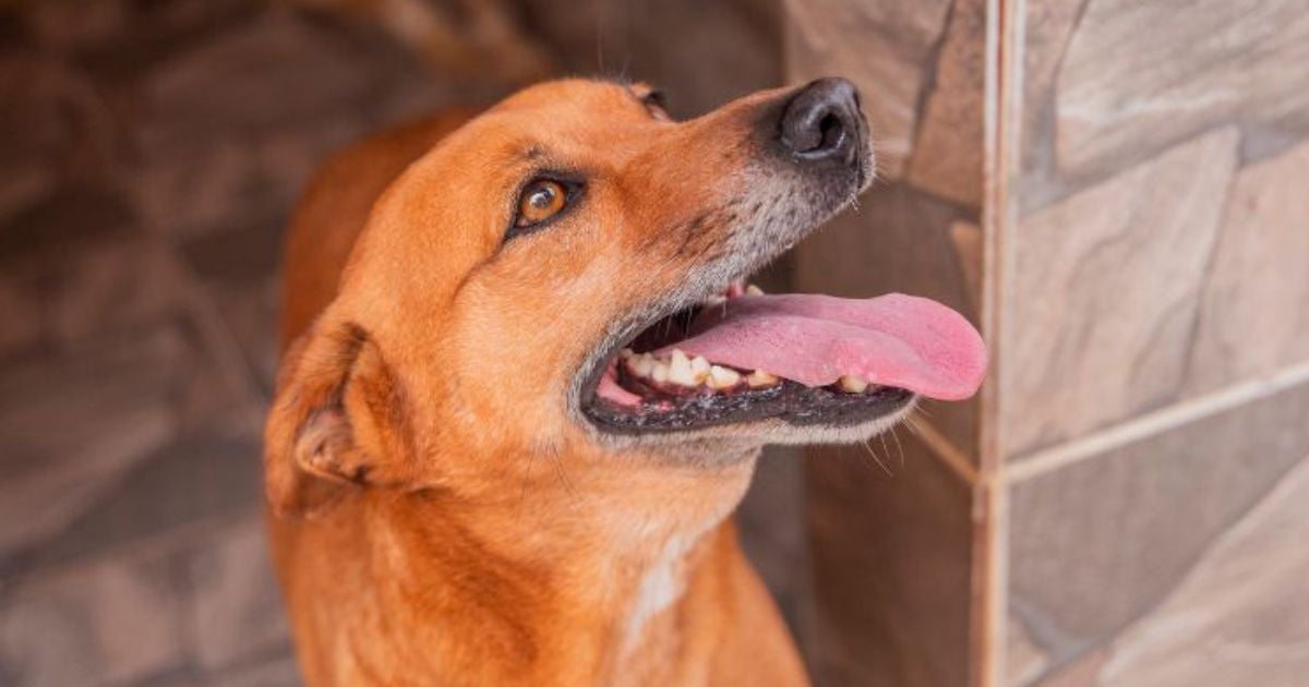 Ciclo de adoção de cachorro: infográfico mostra todos os passos até o pet chegar na sua casa