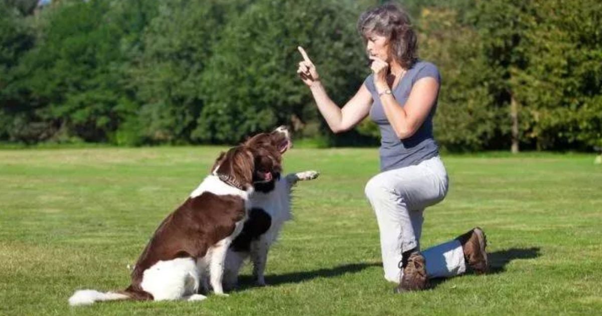 O apito para cachorro pode ser um aliado no adestramento, mas é preciso seguir o treinamento correto para funcionar