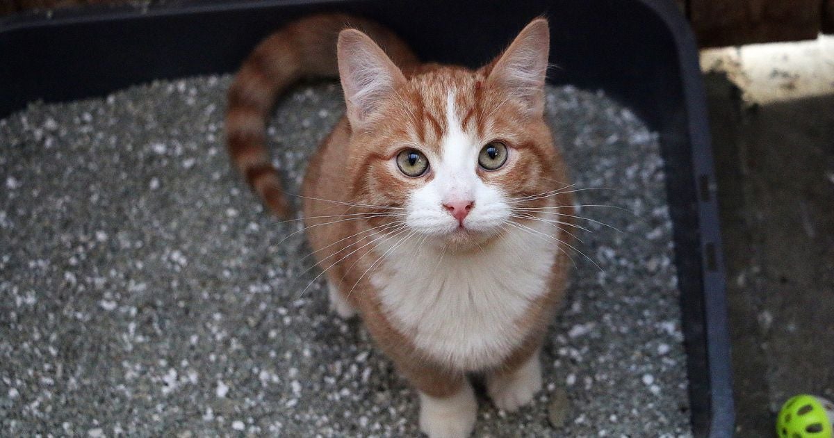 Areia para gato: saiba os as vantagens e desvantagens das preferidas do mercado