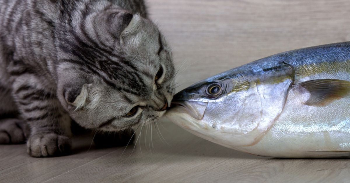 O atum para gatos é sinônimo de sabor! Mas qual a explicação para isso? Descubra a seguir!