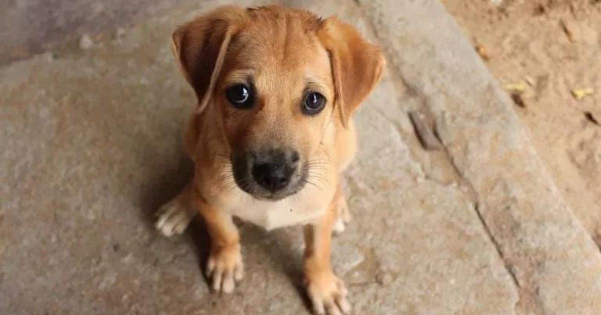 Berne em cachorro: saiba como curar e os cuidados necessários para impedir que o problema apareça no seu pet!
