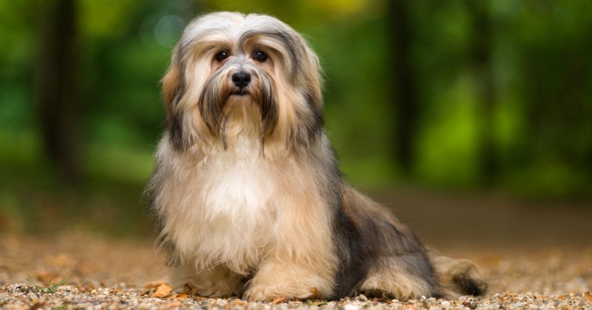 O Bichon Havanês é um cachorro pequeno e peludo muito adorável
