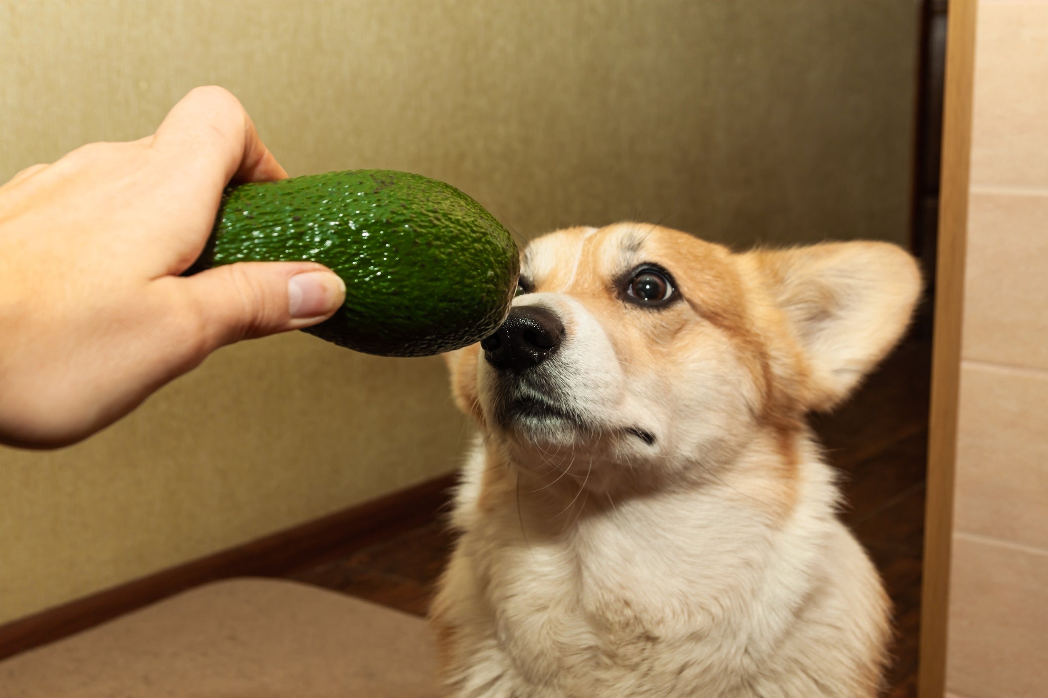 Abacate faz mal para cachorro? Veja se fruta pode fazer parte da dieta do seu pet