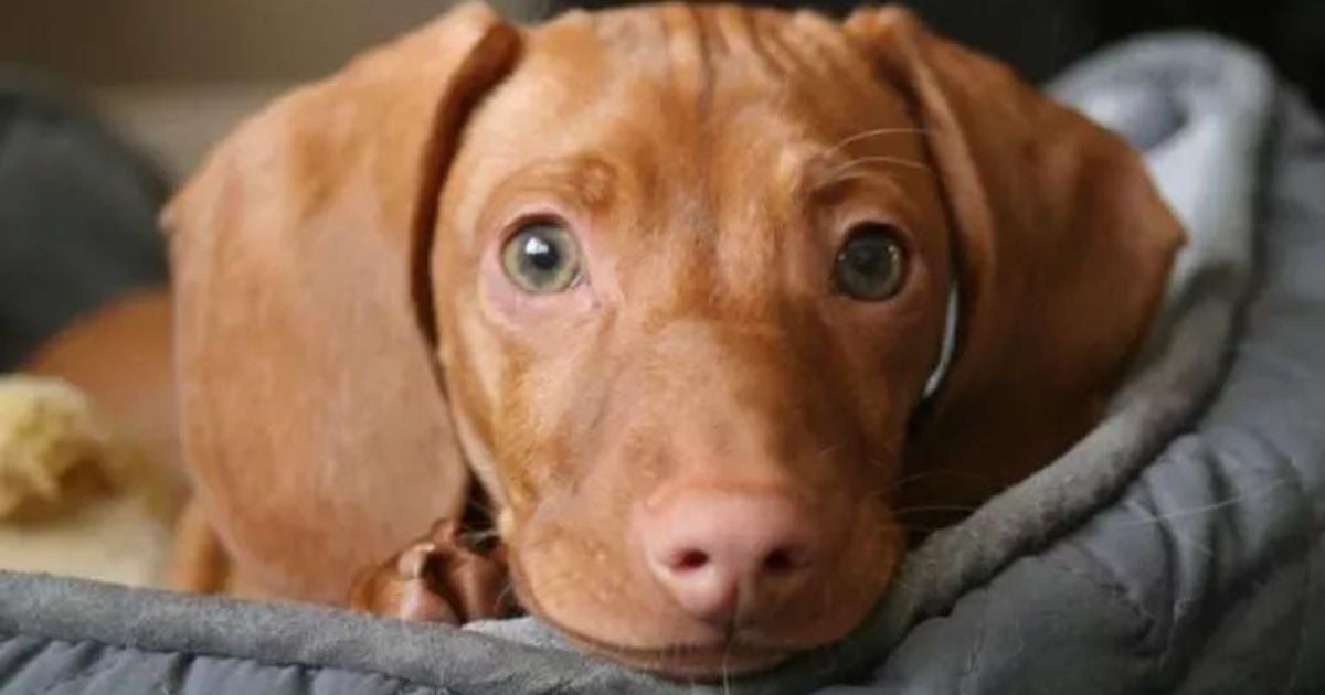 O cachorro chorando pode ser um sinal de uma série de coisas: descubra as possibilidades e saiba como agir