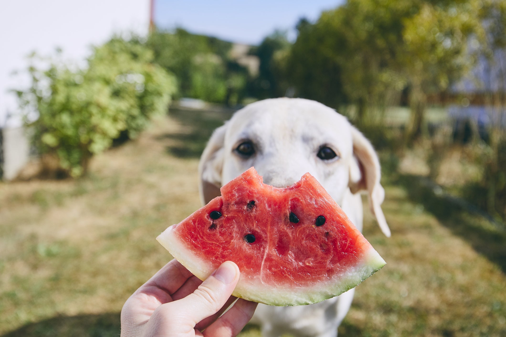 Melancia: pode dar para cachorro? Veja se a fruta é liberada para o seu pet!