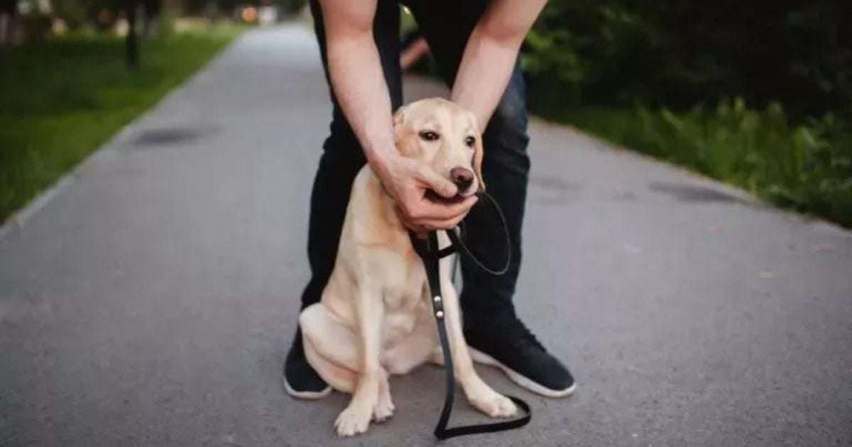 Cachorro engasgado: descubra como resolver o problema com as dicas de uma veterinária