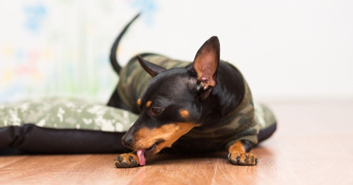 Cachorro estressado: infográfico mostra como reconhecer os sinais e acalmar o cãozinho