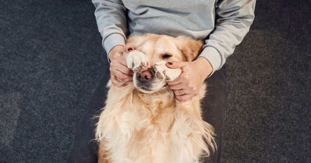Cachorro esfregando o focinho pode ser sinal de problemas dentários 