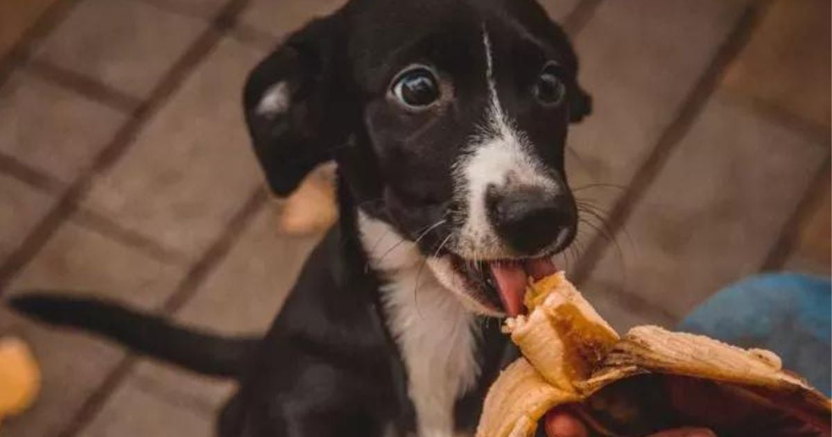 Cachorro pode comer banana, desde que a fruta seja oferecida em quantidade moderada