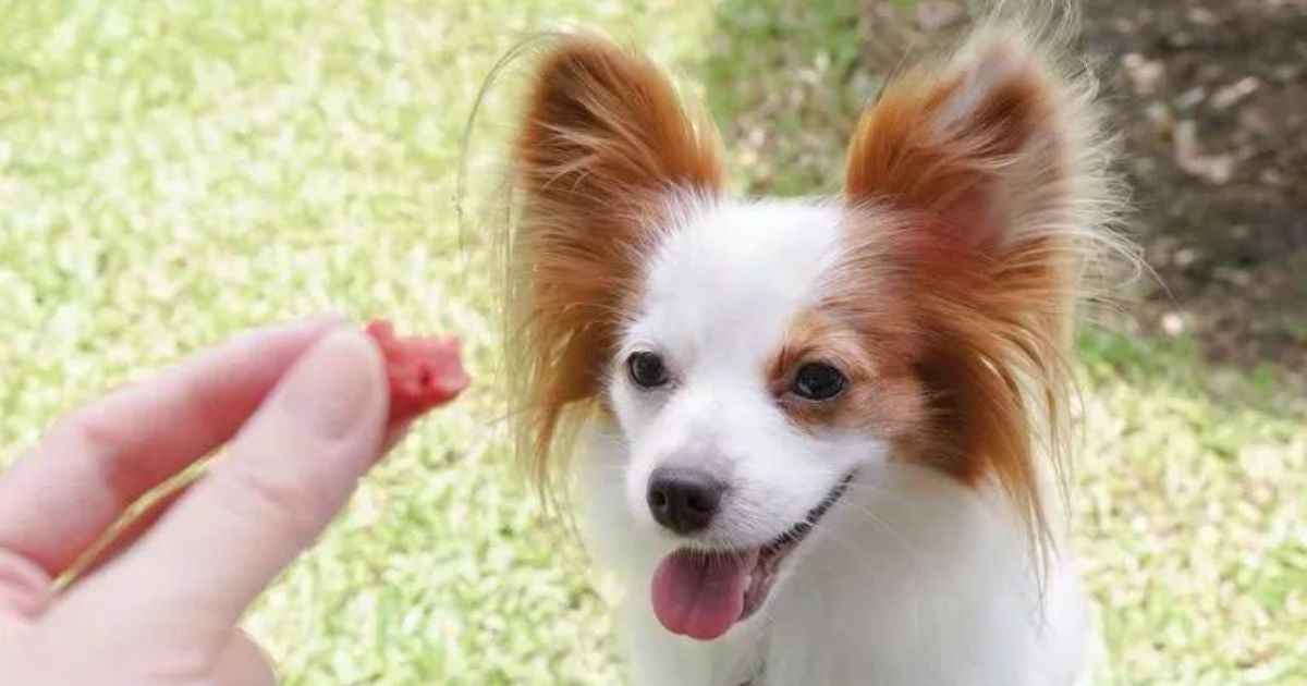 Saber se o cachorro pode comer mamão é necessário antes de incluir a fruta na dieta do pet