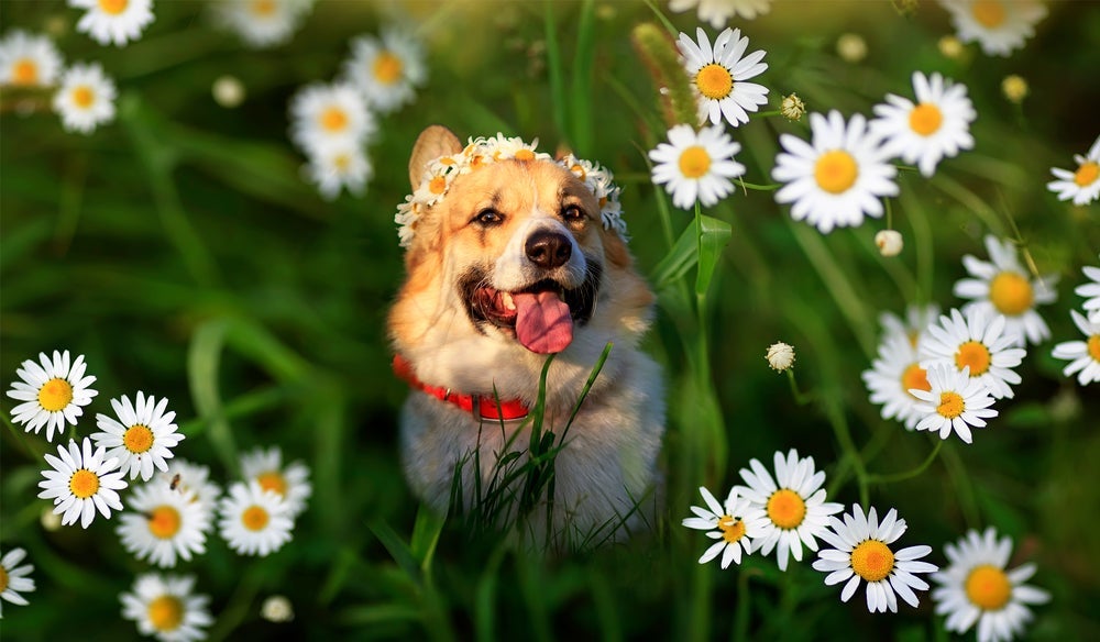 Troca de pelo do cachorro: veja em infográfico como a pelagem se prepara para o verão e inverno