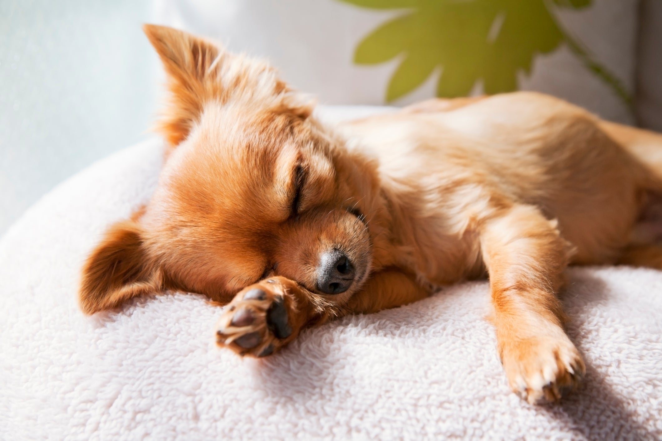 Cachorro sonhando pode ter pesadelos e espasmos