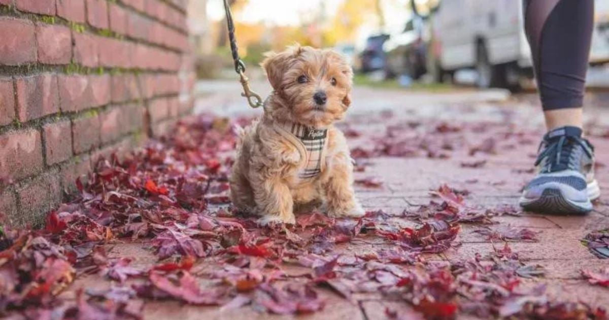 Passear com a cadela no cio é possível, mas alguns cuidados devem ser tomados!