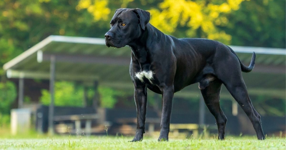 Um cão de guarda exemplar é o Dogo Canário