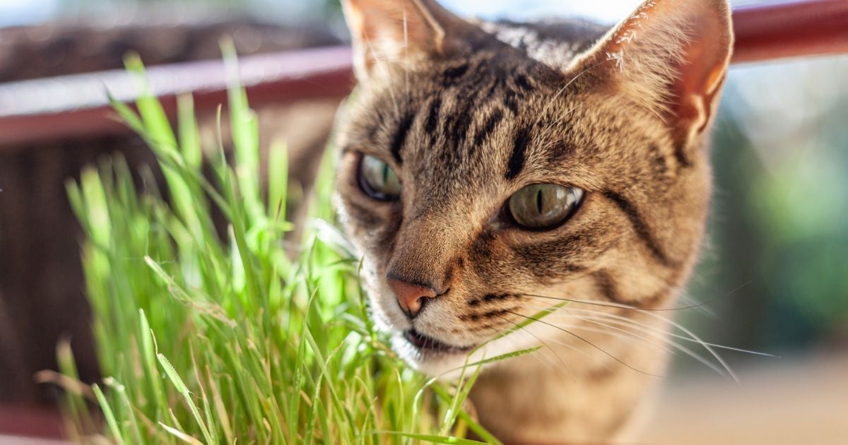 Catnip é uma plantinha que pertence a família da hortelã 
