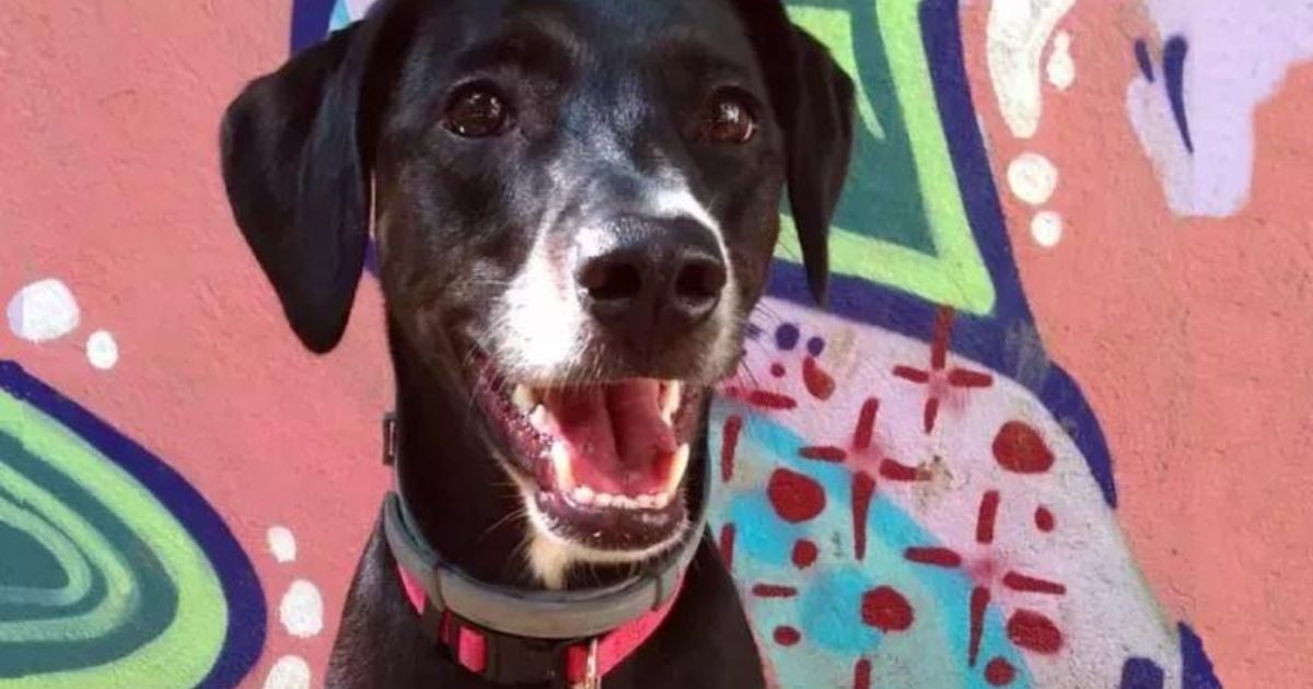 A coleira antipulgas possui duração variada e deve ser comprada de acordo com o tamanho do cachorro