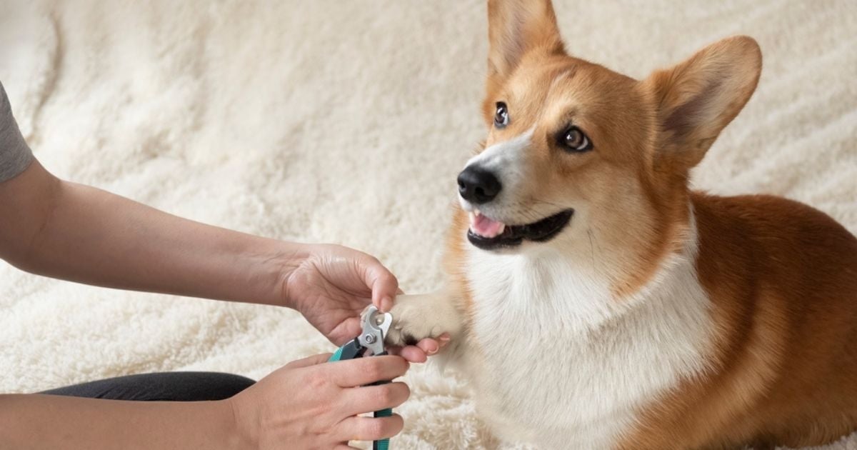 É bom saber como cortar a unha do cachorro, evitando cortes muito profundos