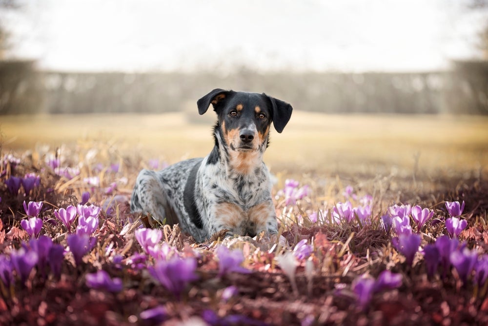 Não sabe como cuidar de um cachorro na primavera? Veja algumas dicas importantes!