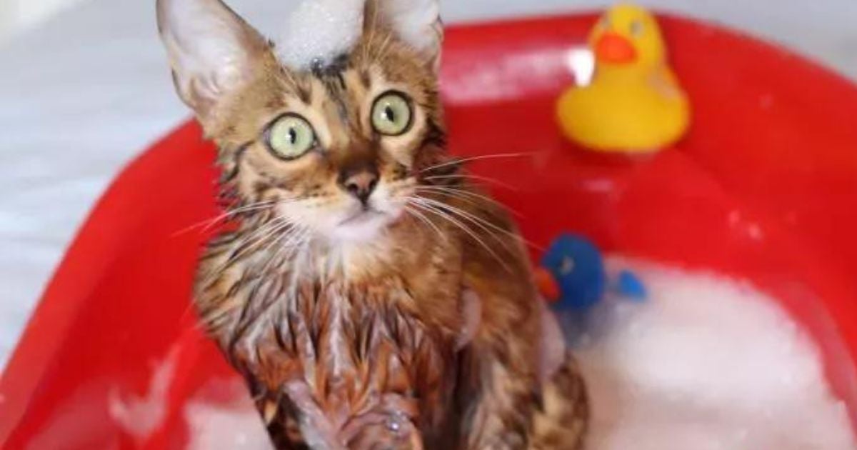 Como dar banho em gato não é fácil, siga essas dicas!