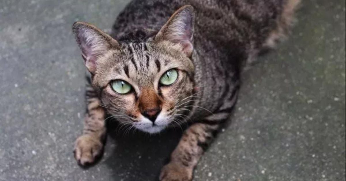 Diabetes em gatos: entenda tudo sobre essa doença que pode acometer os felinos!