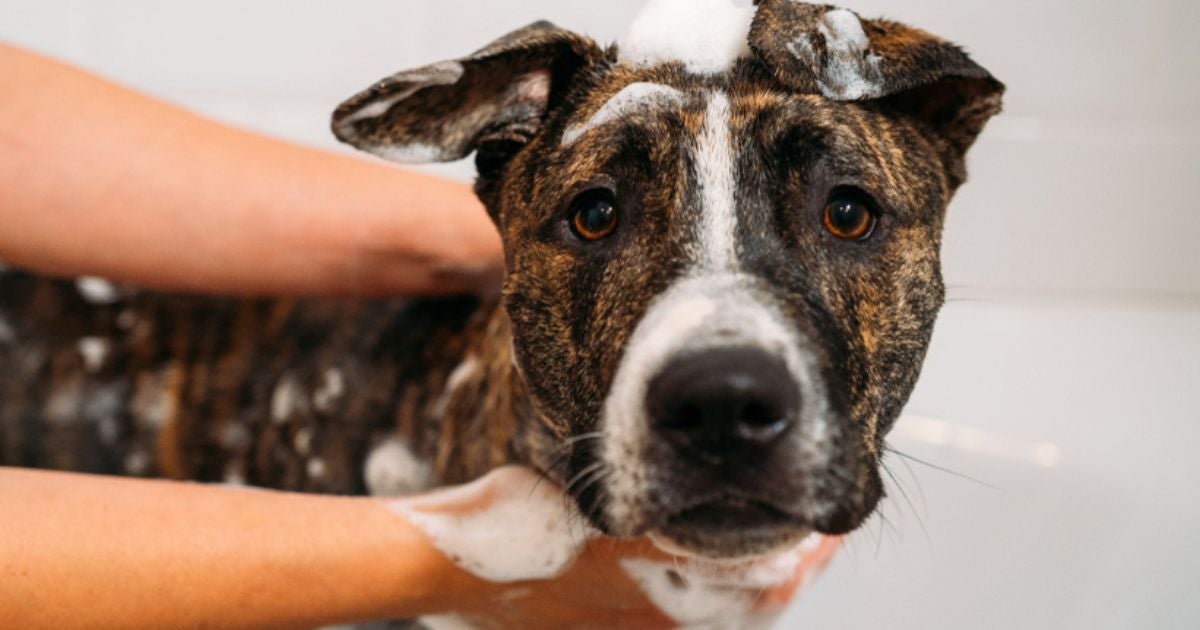 Doença do carrapato: cachorro com a doença só pode tomar banho se não estiver debilitado