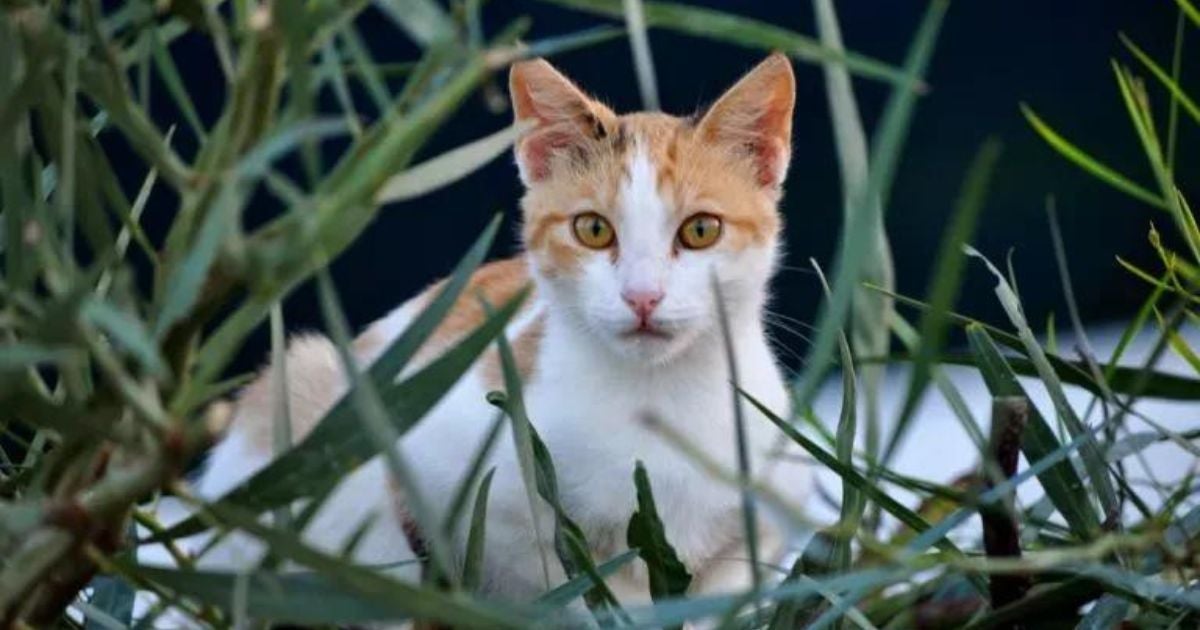 "Doença do gato": veja alguns mitos sobre a doença