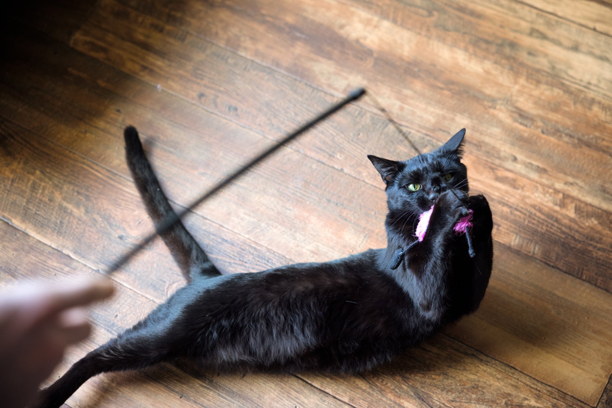  Enriquecimento ambiental: gato com três patas também pode brincar