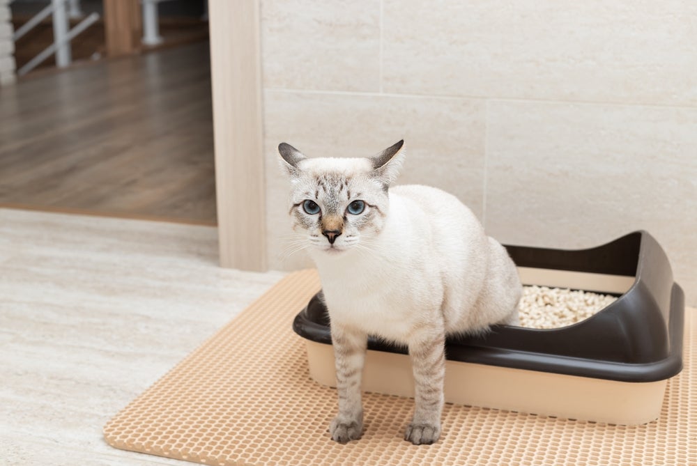 Entenda o que causa obstrução urinária em gatos e veja como prevenir o problema no seu bichinho