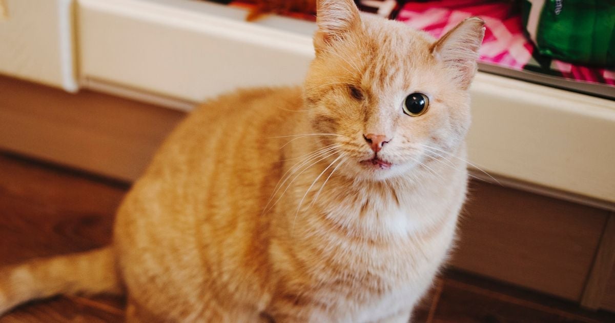 O gato cego precisa de uma casa adaptada para as necessidades dele